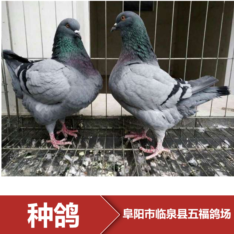 供應阜陽種鴿養(yǎng)殖場 種鴿報價 種鴿報價 種鴿批發(fā) 周口市鴿子