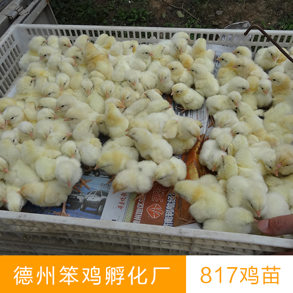供應(yīng)817雞苗養(yǎng)殖艾維茵肉雞苗817白羽肉雞苗及青腳麻快大黃肉雞苗