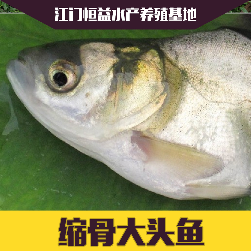 供應(yīng)江門縮骨大頭魚苗價格 各種品種的魚苗 歡迎來電咨詢