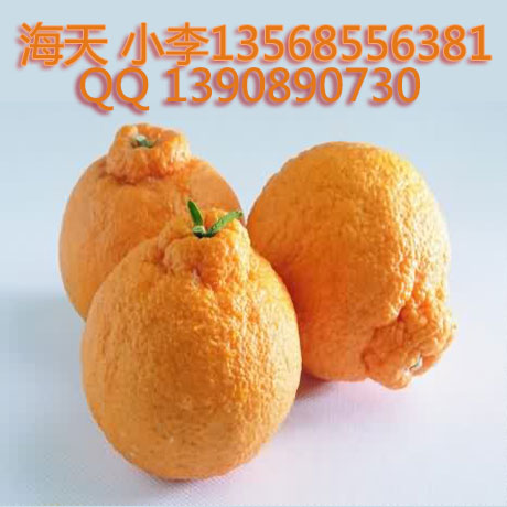 供應(yīng)用于不知火果樹|丑柑果樹|柑橘樹的不知火苗丑柑苗柑橘苗水果苗