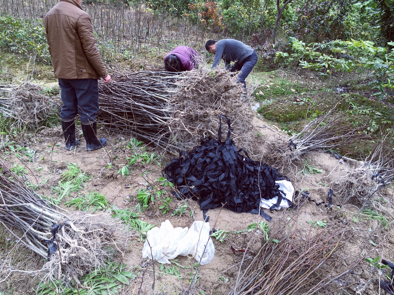 供應(yīng)福建南平青花梨占地苗賠償