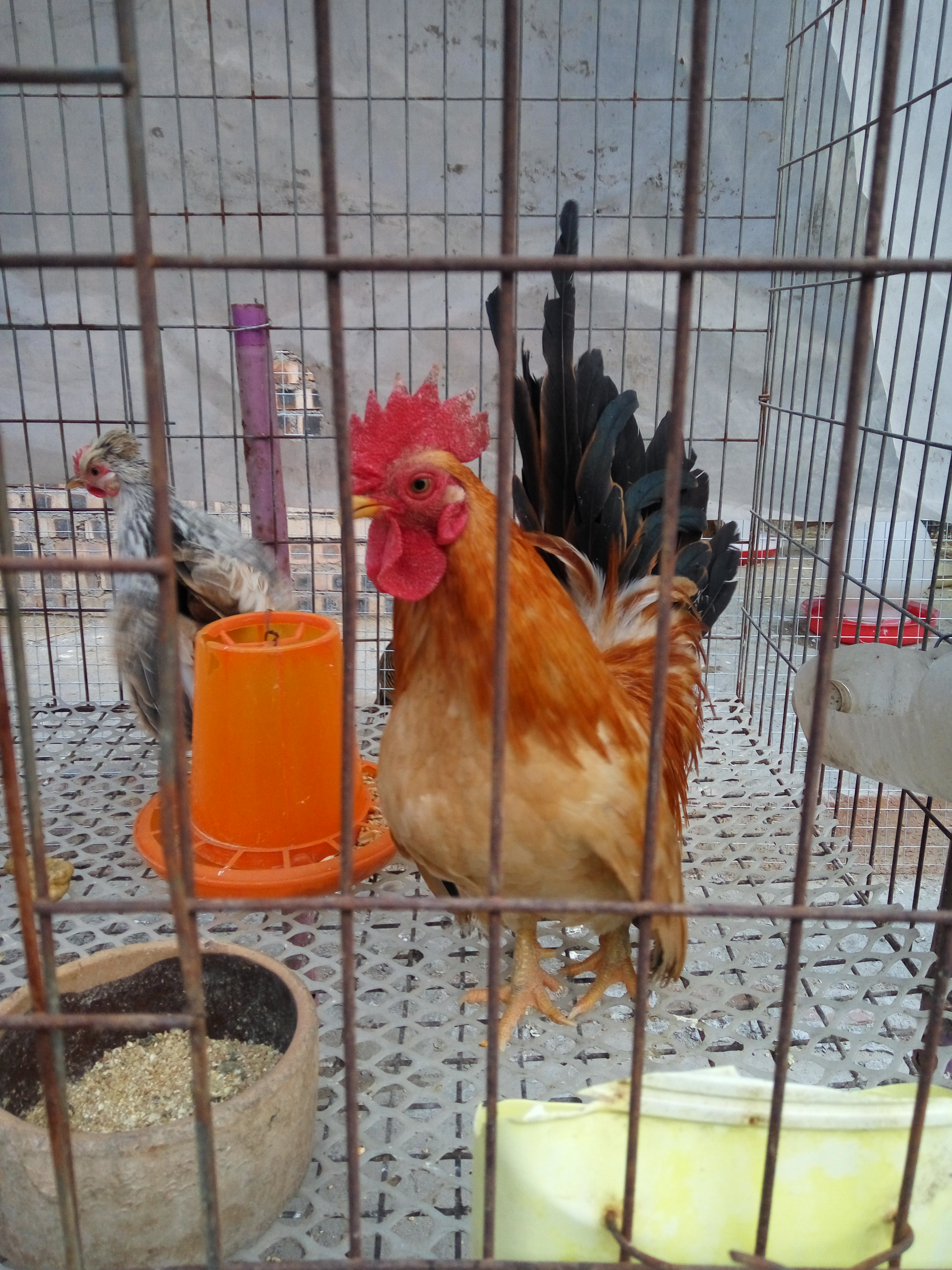 供應(yīng)紅腹錦雞的價(jià)格，紅腹錦雞小苗多少