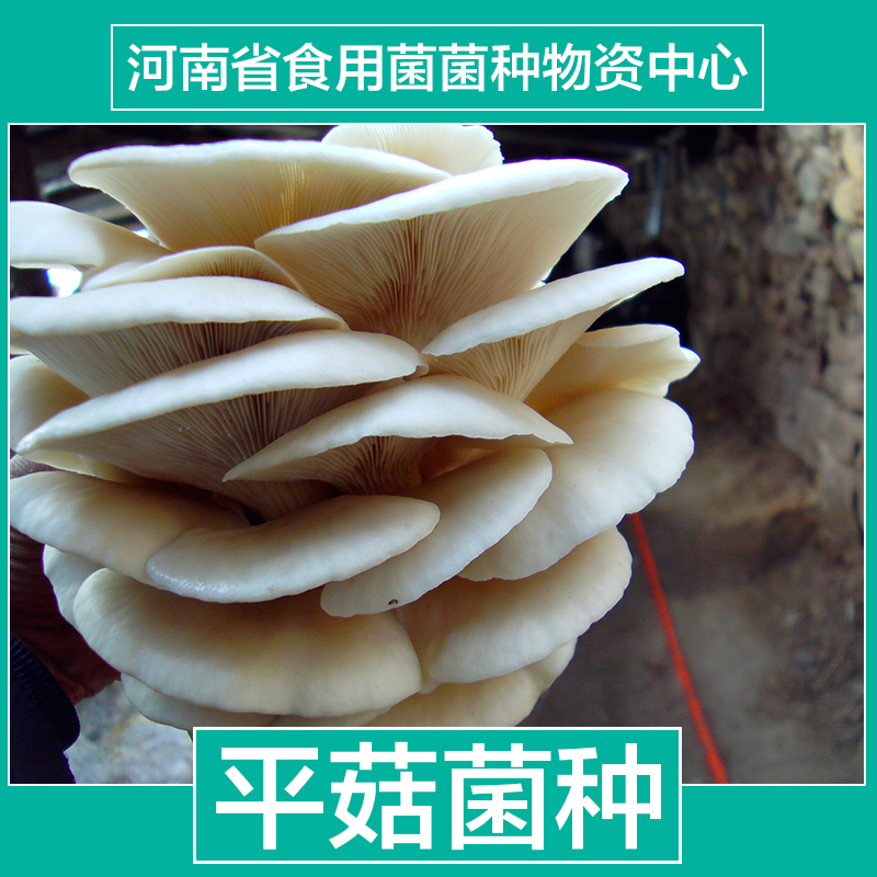 供應(yīng)四季黑平菇一級(jí)母種批發(fā) 食用菌平菇菌種批發(fā)/食用菌平菇菌種多少錢(qián)？