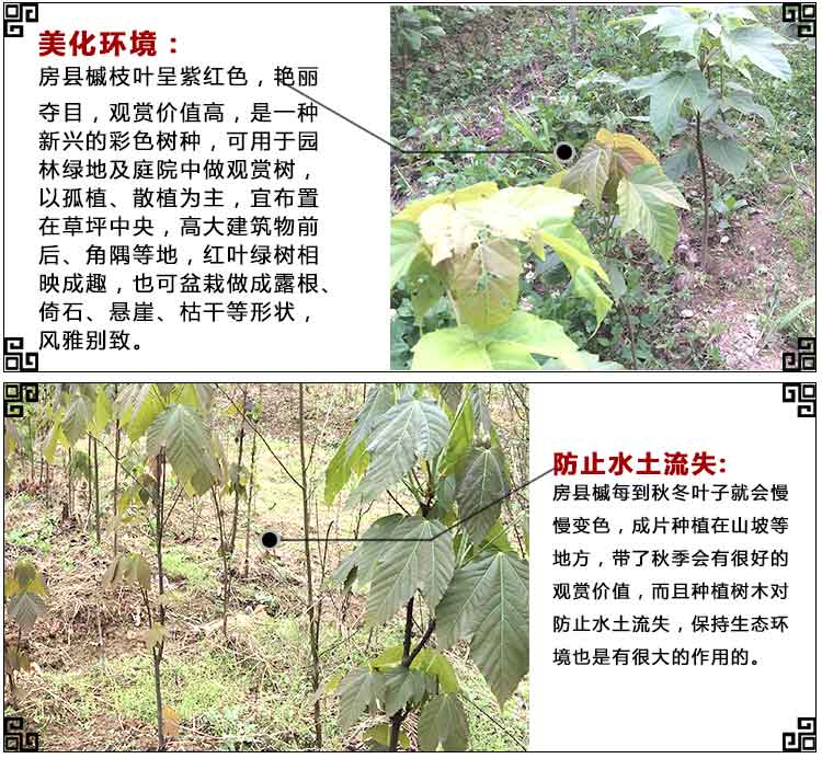 供應(yīng)彩葉樹槭樹科房縣槭苗