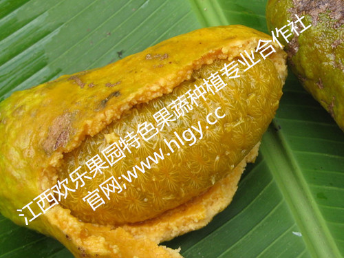 九月黃，九月瓜，九月山野果，五葉木通，七葉木通，木通種苗，九月黃金蕉，九月黃種苗，供應九月黃，九月黃苗批發(fā)，五葉木