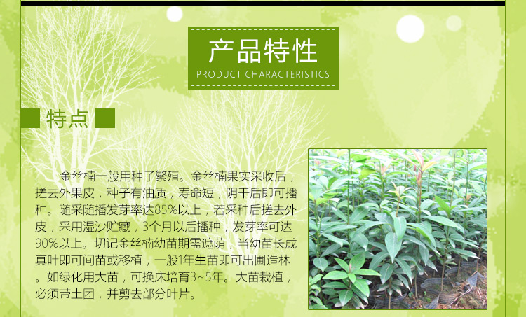 供應(yīng)供金絲楠木種苗種子直銷批發(fā)報(bào)價(jià)電話