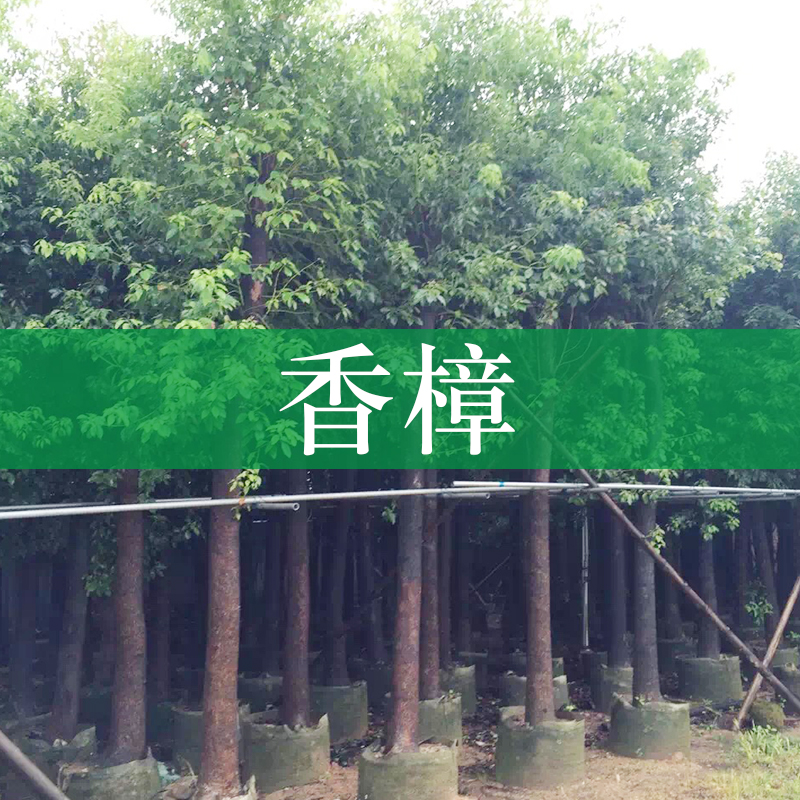 廣西香樟樹苗種植基地供應(yīng)廣西香樟樹苗 小葉香樟 南寧香樟樹苗