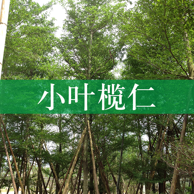 基地供應(yīng)小葉欖仁 細(xì)葉欖仁  小葉欖仁種植園