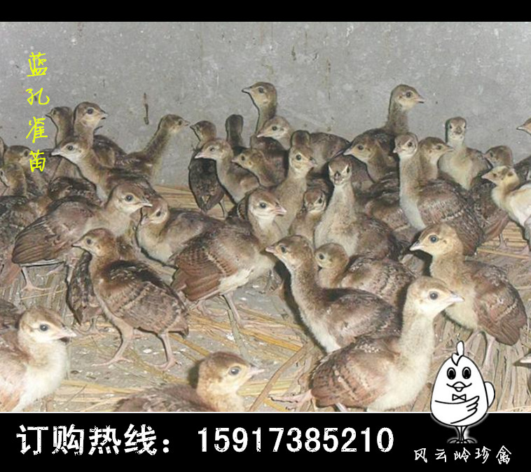 湖南綠殼蛋雞苗-哪里有五黑雞苗