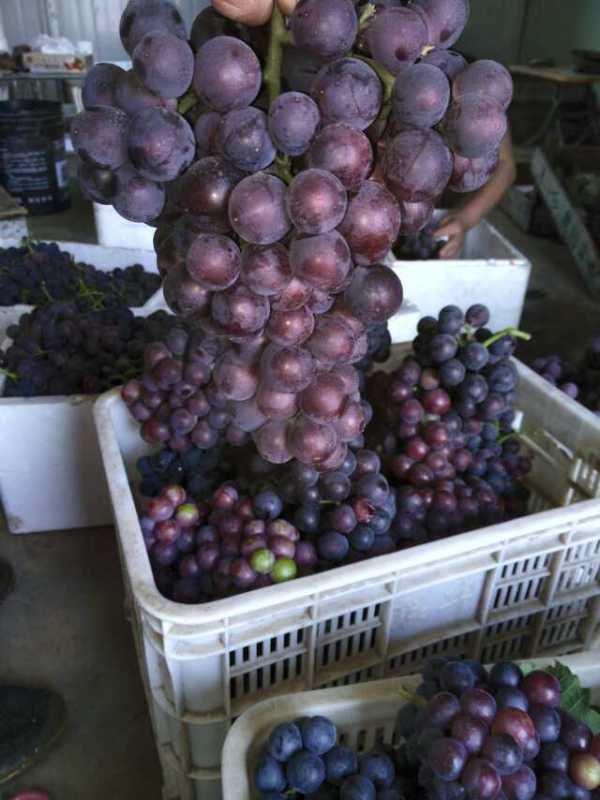 供應(yīng)山東大棚葡萄種植技術(shù)介紹