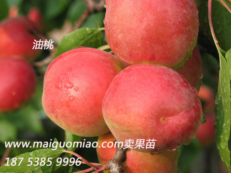 桃樹苗多少錢一株？山東桃樹苗基地