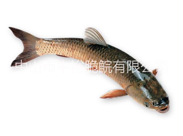 供應(yīng)用于食用的供應(yīng)優(yōu)質(zhì)中山脆肉皖東升脆肉鯇批發(fā)，中國*脆肉鯇養(yǎng)殖廠家，中山哪里脆肉鯇*？