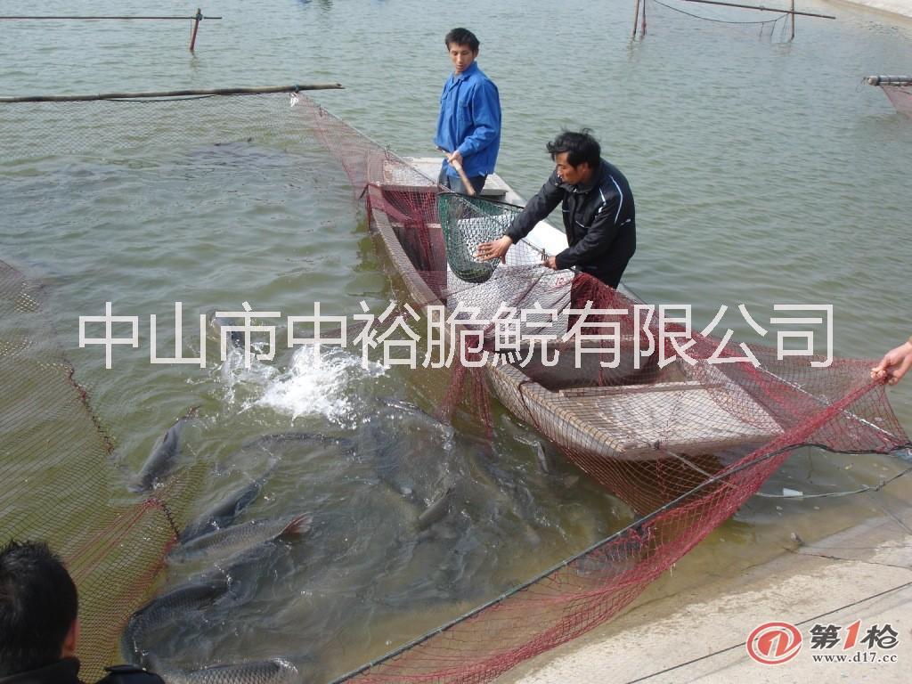 供應(yīng)用于食用的供應(yīng)優(yōu)質(zhì)中山脆肉皖東升脆肉鯇批發(fā)，中國*脆肉鯇養(yǎng)殖廠家，中山哪里脆肉鯇*？