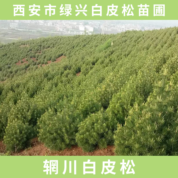 供應(yīng)輞川白皮松 輞川白皮松樹苗 綠化輞川白皮松 輞川白皮松廠家
