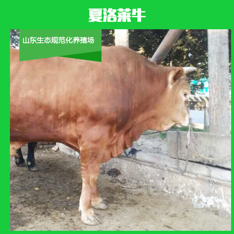 供應(yīng)夏洛萊牛 雜交夏洛萊*犢  夏洛萊*苗 夏洛萊牛養(yǎng)殖場(chǎng)