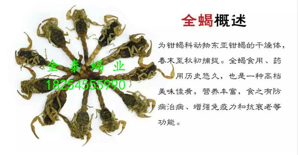 金泰蝎業(yè)供應(yīng)清水干*，聯(lián)系電話18254555990