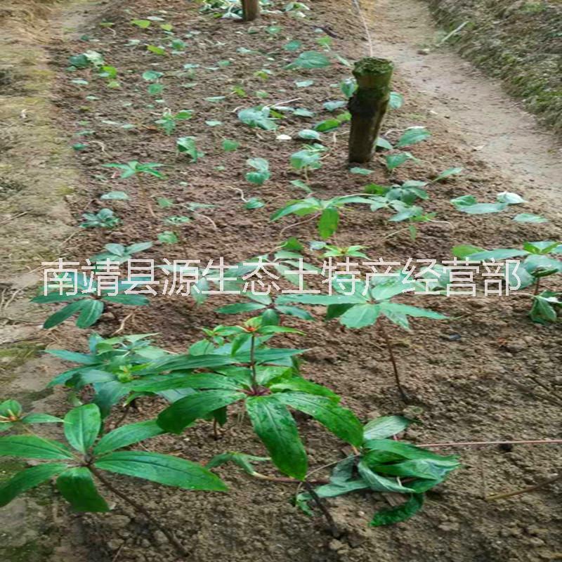 批發(fā)供應(yīng)*福建多芽粉質(zhì)華重樓種苗種子 七葉一枝花蚤休、白甘遂、草河車、金線重樓  適合低海拔種植周期短