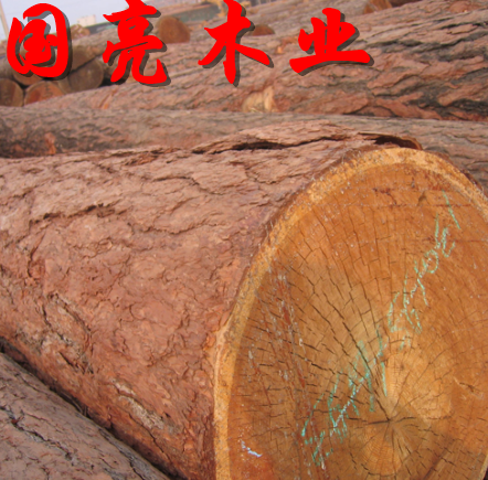供應(yīng)用于打樁松木的俄羅斯落葉松白松樺木煤礦坑木