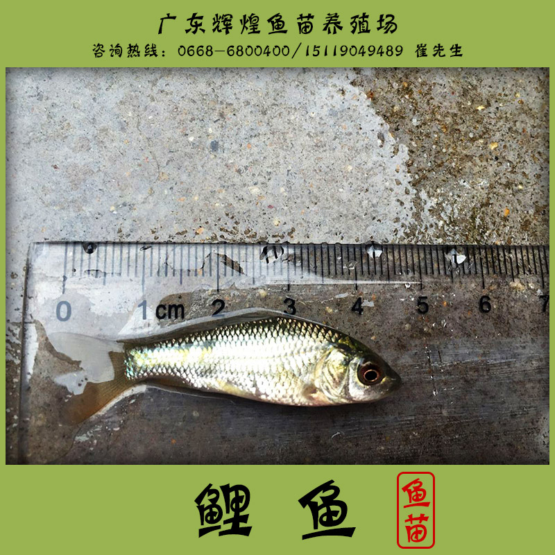 供應(yīng)鯉魚 廣東輝煌魚苗養(yǎng)殖場供應(yīng)商 鯉魚魚苗養(yǎng)殖基地 鯉魚價(jià)格
