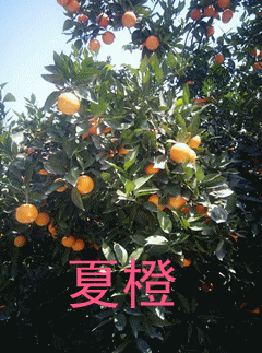 供應(yīng)時(shí)令水果夏橙，實(shí)惠裝綠色無毒孕婦甜夏橙批發(fā)物流方便