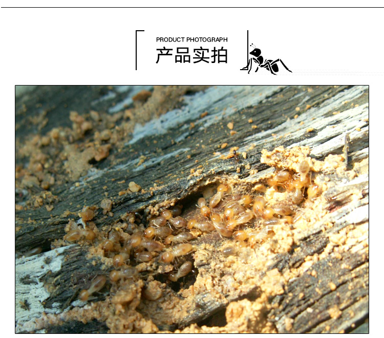 供應(yīng)獅山鎮(zhèn)白蟻防治*，獅山鎮(zhèn)白蟻防治多少錢，獅山鎮(zhèn)白蟻防治哪家好