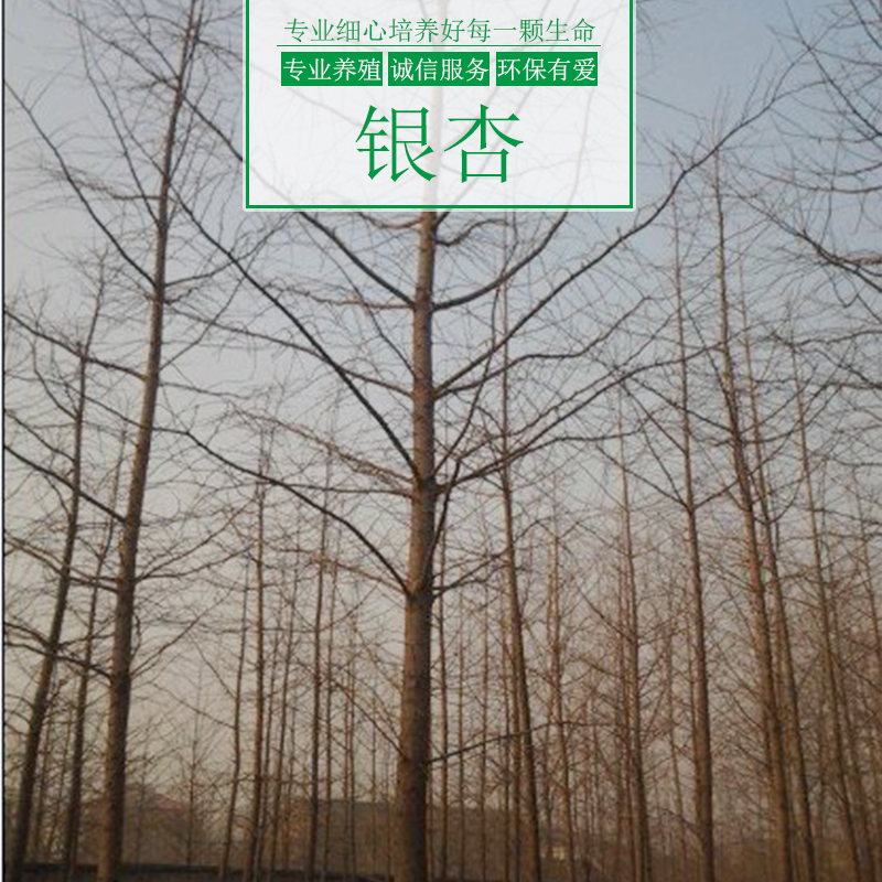 重慶涌鑫綠化苗木基地供應(yīng)銀杏樹、園林綠化喬木、金葉銀杏樹苗批發(fā)