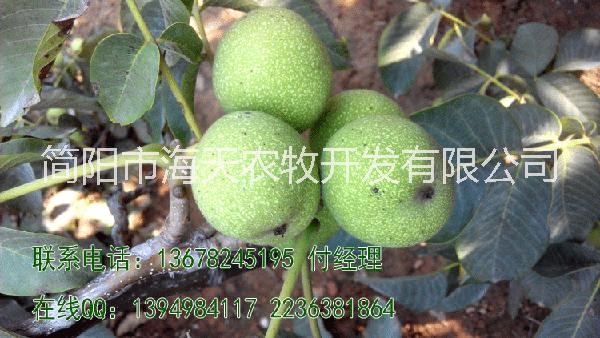 嫁接核桃苗，良種，早實(shí)，高產(chǎn)選薄皮簡(jiǎn)陽(yáng)市海天農(nóng)牧開(kāi)發(fā)有限公司