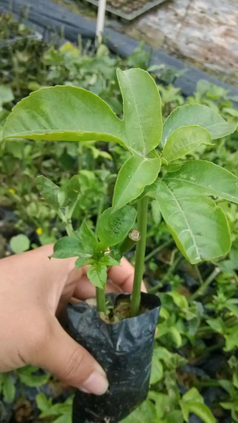 供應(yīng)北流哪里有百香果苗批發(fā)，北流百香果苗價格，北流百香果苗供應(yīng)商