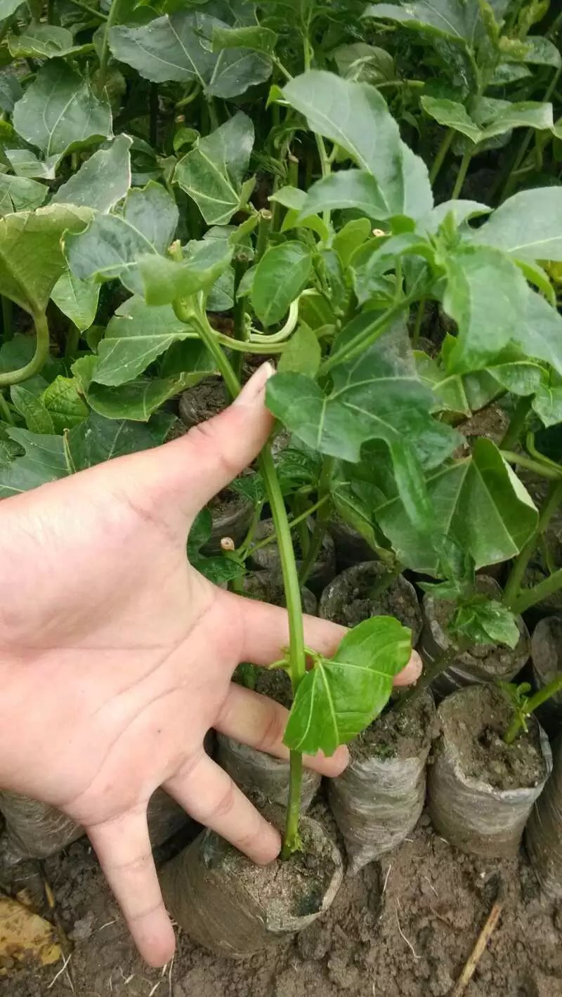 供應(yīng)廣西百香果苗、廣西百香果苗價(jià)格、廣西百香果苗批發(fā)價(jià)