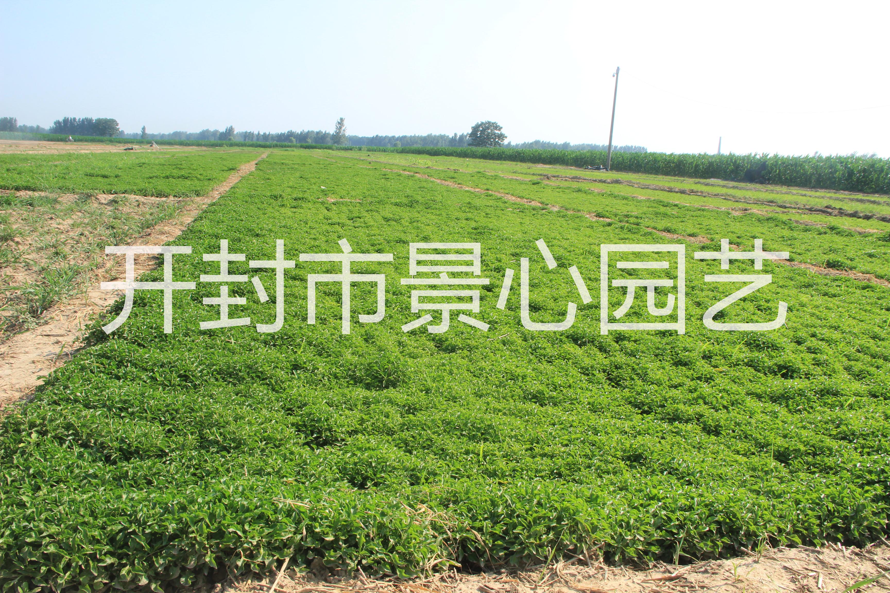 五色草種植基地 五色草批發(fā)基地 銷售優(yōu)質(zhì)五色草