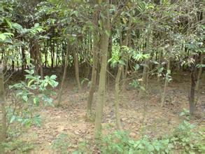廣西30公分沉香苗種植基地批發(fā)價(jià)格、沉香苗多少錢