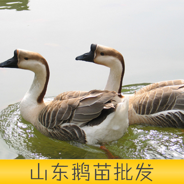 供應山東省安丘市培江孵化廠優(yōu)質鵝苗優(yōu)質山東鵝苗批發(fā)