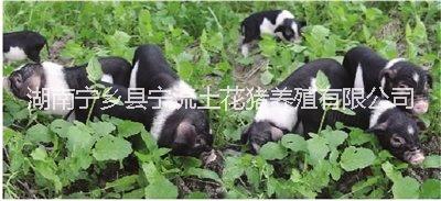供應(yīng)用于養(yǎng)殖的寧鄉(xiāng)花豬保育仔豬