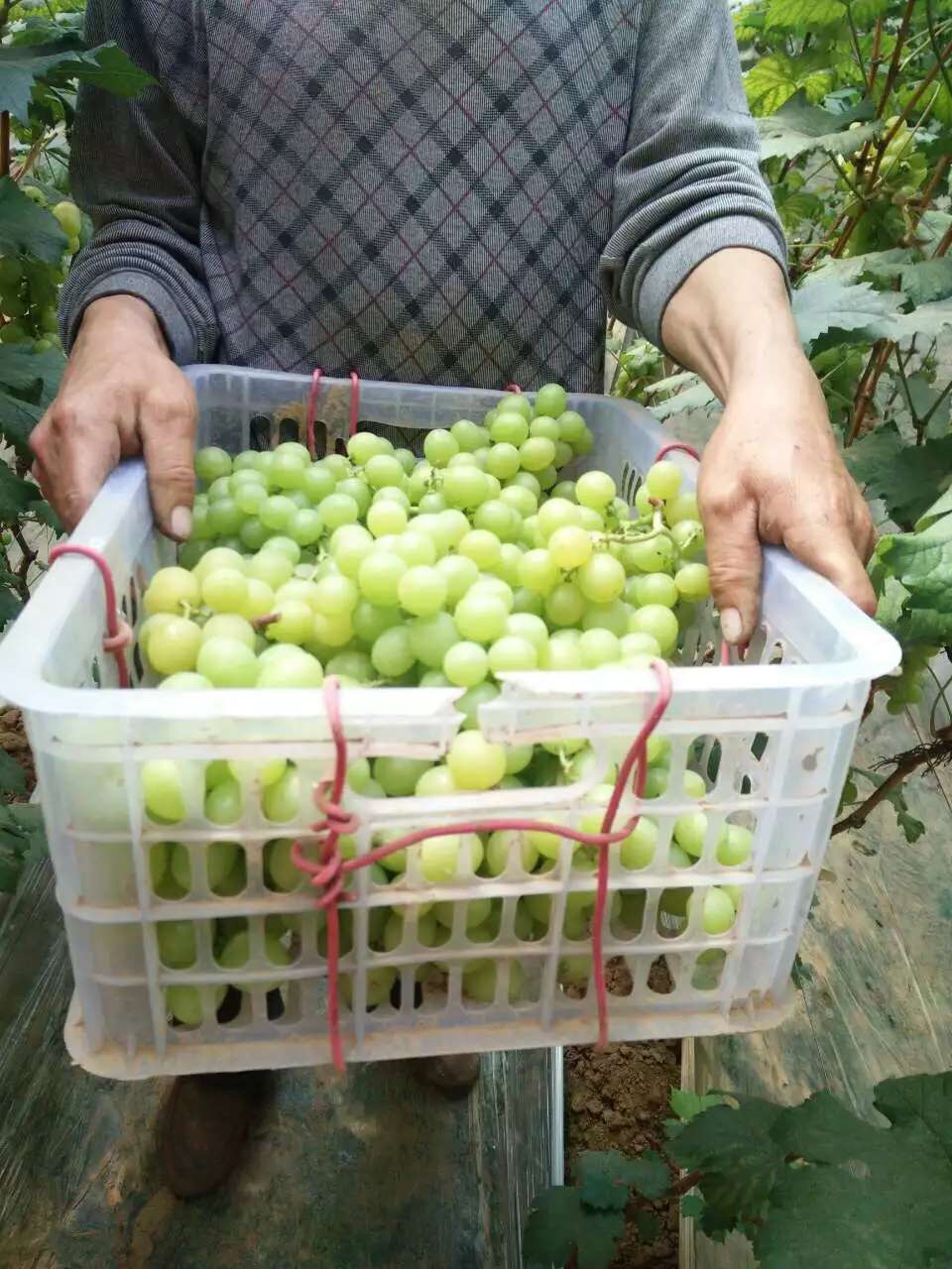 供應(yīng)榮名2號葡萄*益種植，榮名2號葡萄*益種植方法，榮名2號葡萄*益種植技巧，榮名2號葡萄*益種植