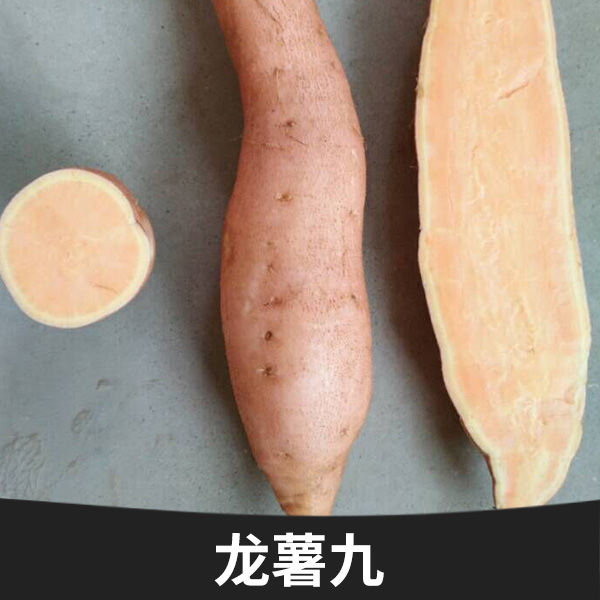 山東龍薯九批發(fā)價格 ，山東龍薯九直銷，山東紅心地瓜批發(fā)