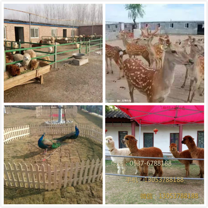 供應(yīng)梅花鹿正規(guī)養(yǎng)殖場