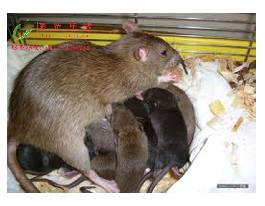 供應(yīng)上海滅鼠公司找馳潔環(huán)境專業(yè)