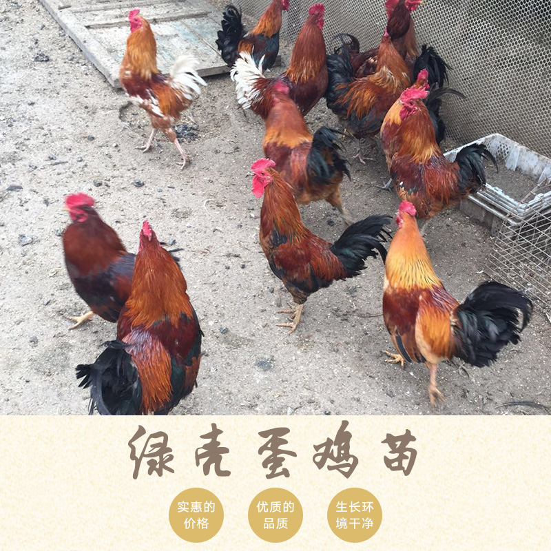 家家親孵化養(yǎng)殖供應(yīng)綠殼蛋雞苗、優(yōu)質(zhì)土雞苗|草雞苗 河南雞苗批發(fā)