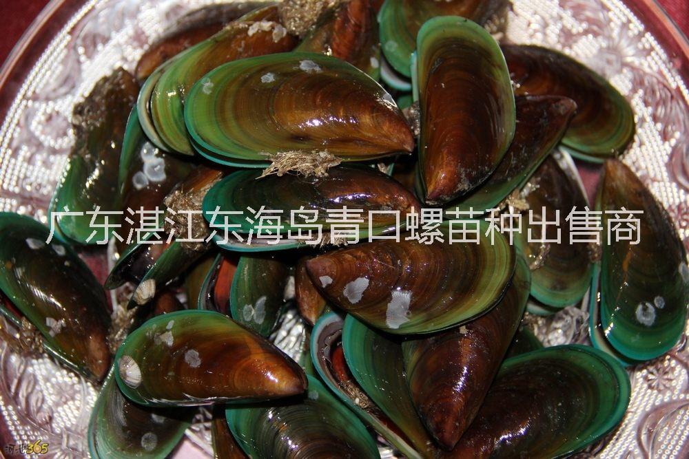 供應(yīng)用于養(yǎng)殖的湛江青口螺