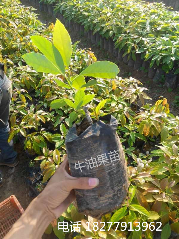 供應(yīng)用于種植的牛油果苗 牛油果種子 辣木苗