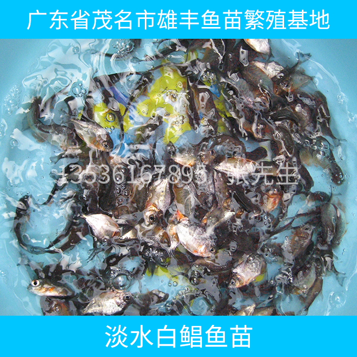 供應淡水白鯧魚苗供應商 淡水白鯧魚苗批發(fā) 淡水白鯧魚苗報價