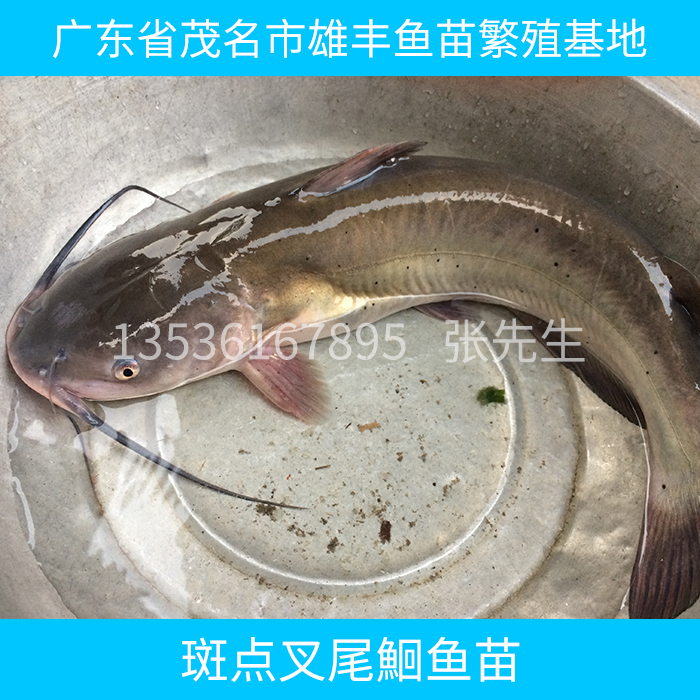 供應(yīng)斑點(diǎn)叉尾鮰魚苗 斑點(diǎn)叉尾鮰魚苗批發(fā) 斑點(diǎn)叉尾鮰魚苗報(bào)價(jià)