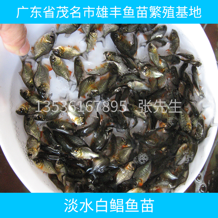 供應淡水白鯧魚苗供應商 淡水白鯧魚苗批發(fā) 淡水白鯧魚苗報價