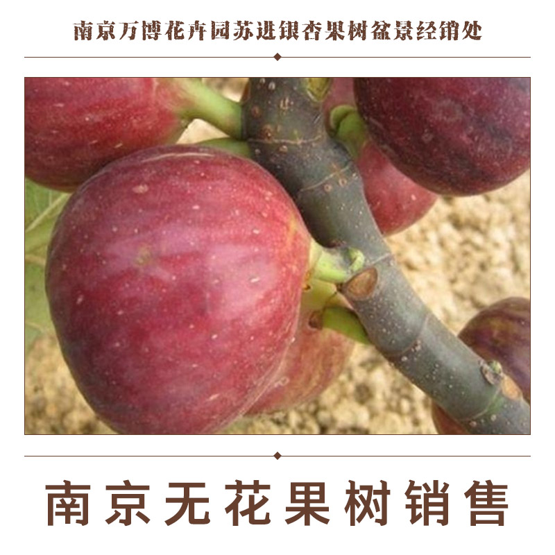 供應(yīng)南京無(wú)花果樹(shù)銷售 無(wú)花果樹(shù)樹(shù)苗報(bào)價(jià) 無(wú)花果樹(shù)苗 無(wú)花果樹(shù)種植基地