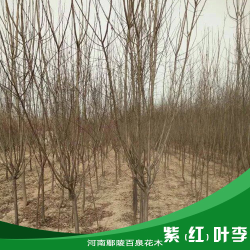 供應紫（紅）葉李 紫葉李樹苗基地 河南紫葉李供應 紅葉李價格