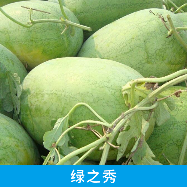 山東西瓜配送中心供應(yīng)綠之秀西瓜批發(fā) 網(wǎng)紋綠皮瓤紅多汁早熟西瓜