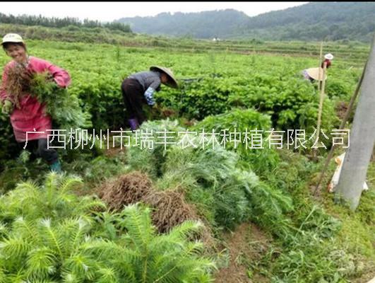 供應(yīng)用于種植業(yè)的廣西柳州40-50公分速生杉樹苗