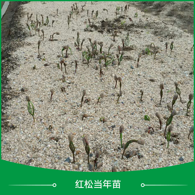 供應(yīng)紅松當(dāng)年苗 紅松樹苗 紅松嫁接苗 紅松苗供應(yīng)商