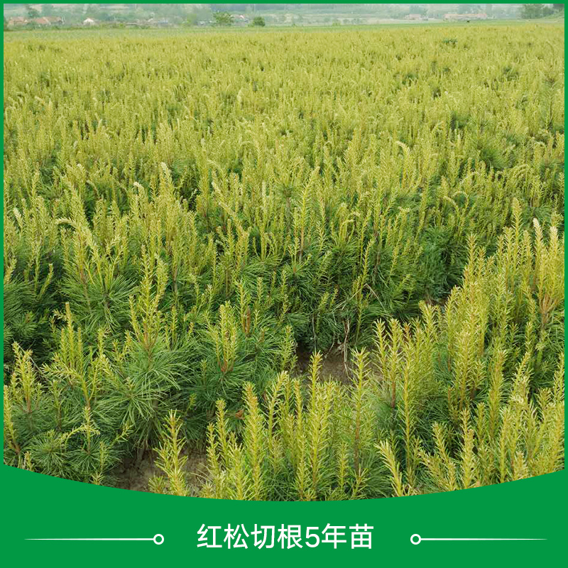 丹東市紅松根5年苗廠家 供應(yīng)紅松切根5年苗 紅松切根苗 紅松樹苗 紅松苗