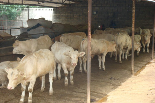 供應(yīng)夏洛萊肉牛